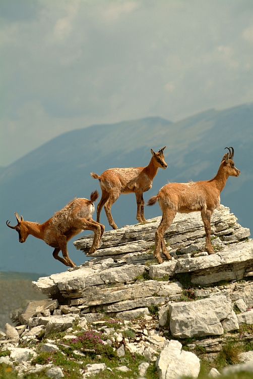 Camoscio d''Abruzzo Rupicapra pyrenaica ornata